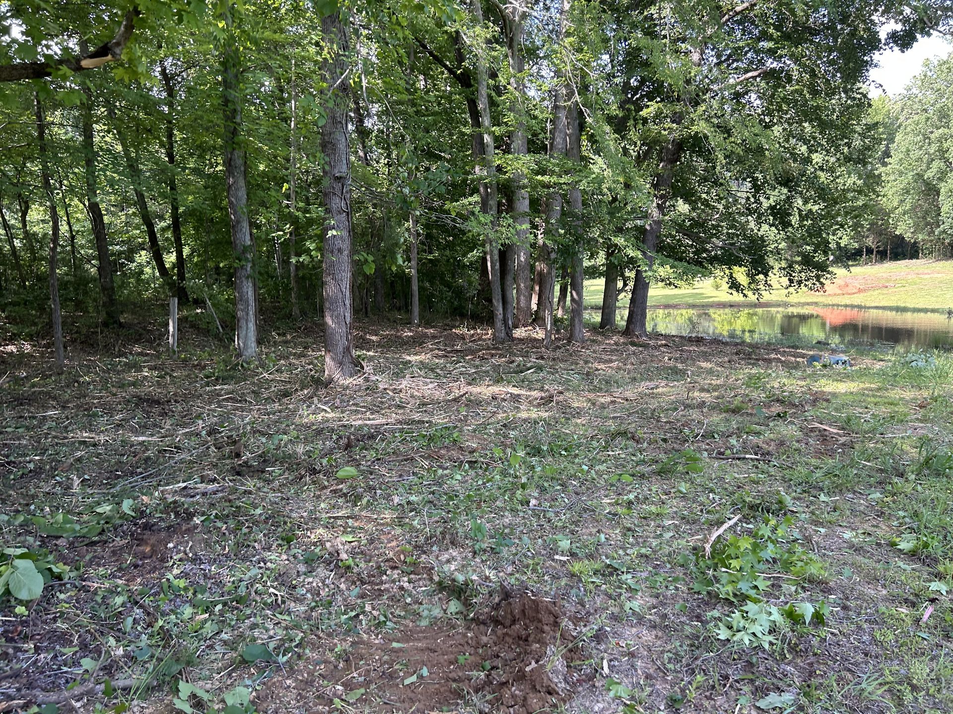 Forest brush clearing overgrown woodland