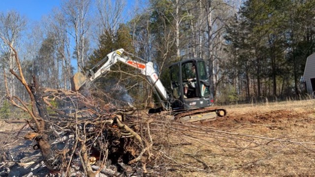 Forest canopy trees land clearing