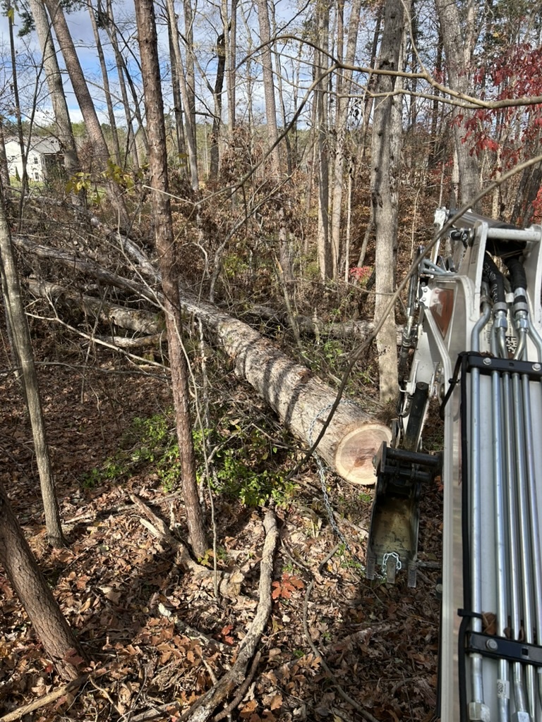 Fallen tree log stump removal in forest