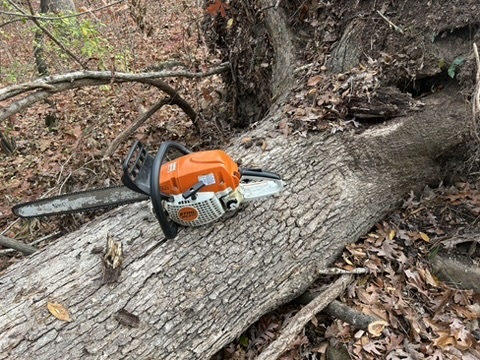 Chainsaw on felled tree trunk forestry work